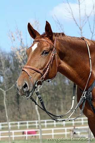 080122-cesky-teplokrevnik-01.jpg